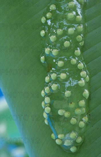 Red-eyed Treefrog