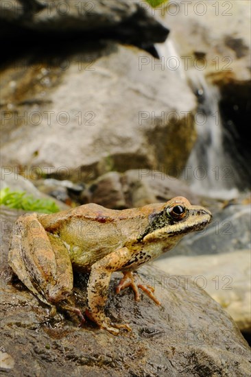 Pyrenean Frog