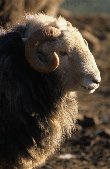 Domestic Sheep