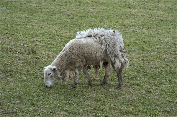 Domestic Sheep