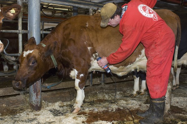 Dairy farmer cuts hair from the fur of dairy cows