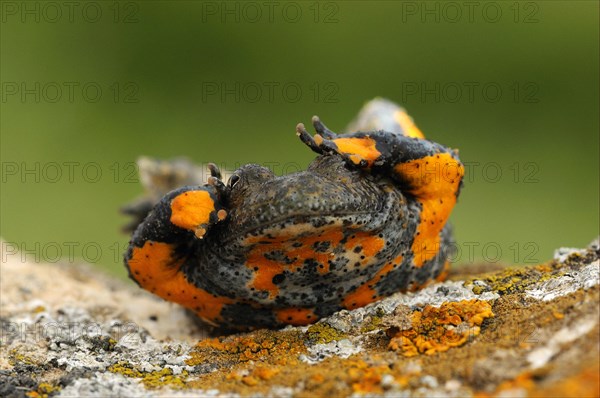 Yellow-bellied Toad