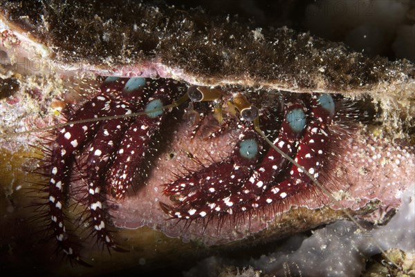 Blue-knee hermit crab