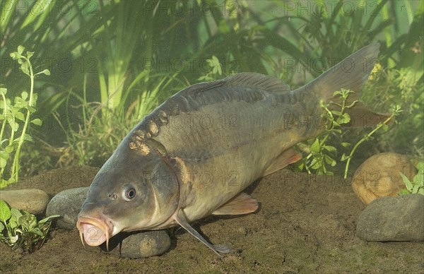 Mirror Carp