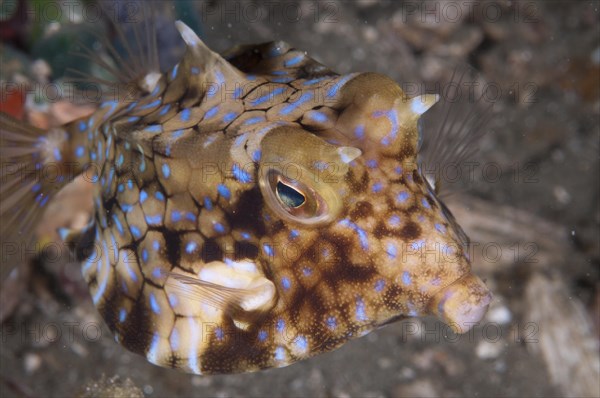 Cowfish