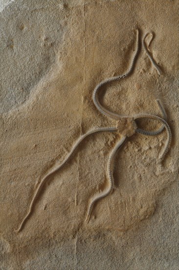 Fossil Brittlestar
