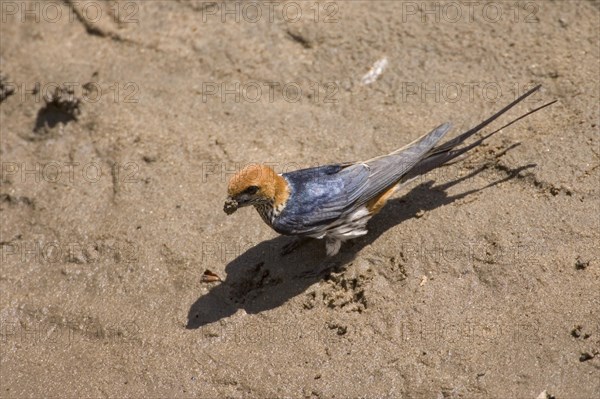 Cecropis abyssinica