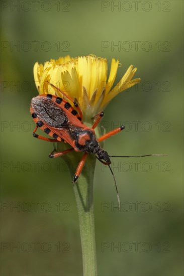 Red Assassin Bug