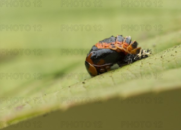 Asian Ladybird