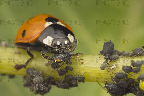 Seven-spot Ladybird