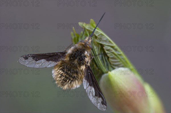 Large bee fly