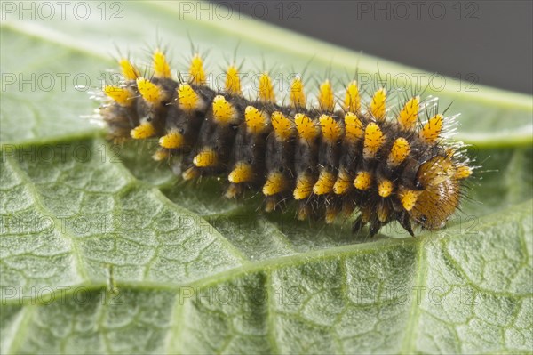 Southern Festoon