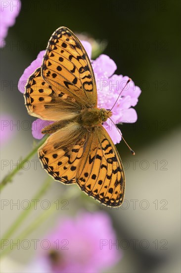 Argynnis aglaia