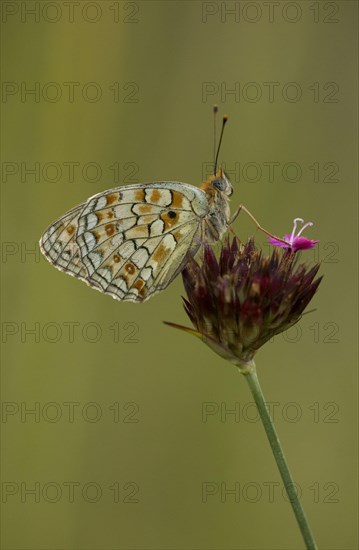 Niobe fritillary