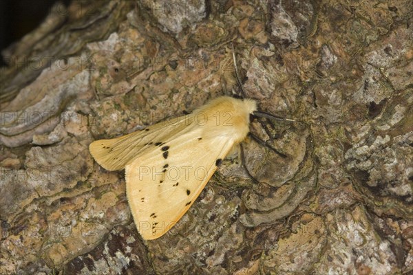 Buff Ermine