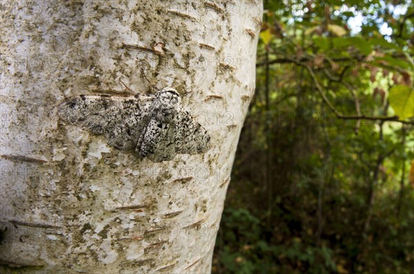 Adult birch moth