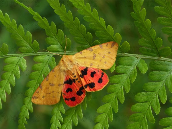 Yellow tiger moth