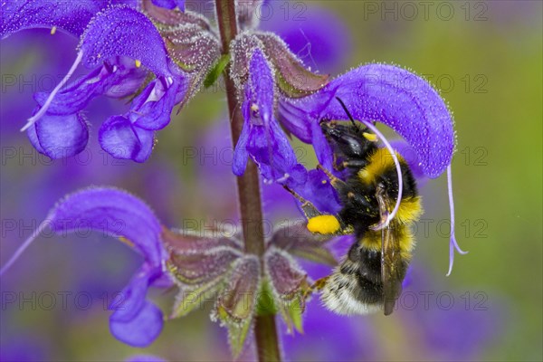 Garden Bumblebee