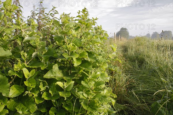 Lesser Burdock