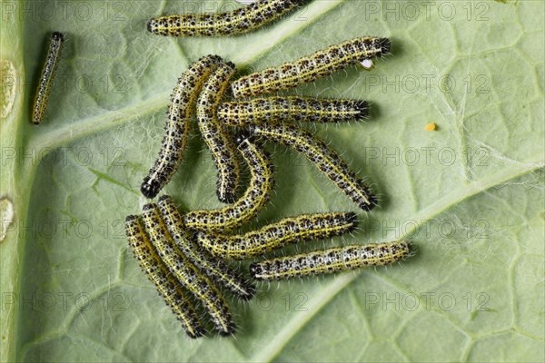 Cabbage butterflies