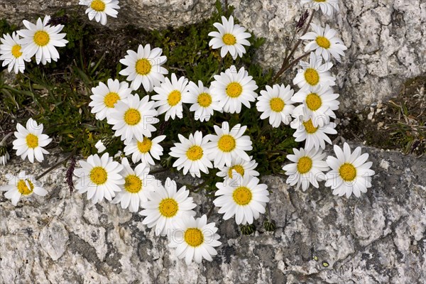 Alpine Moon Daisy