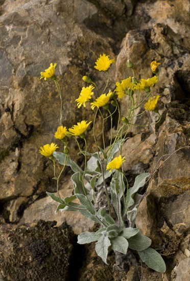 Flowering Lawson's Hawkweed