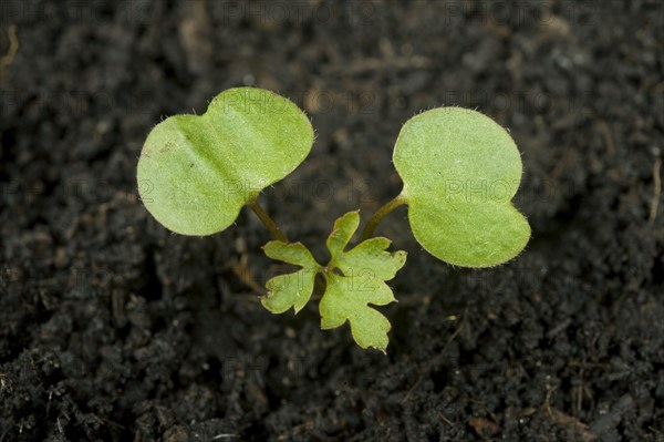 A seedling plant of herb robert