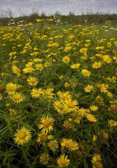 Flowering mass of British british yellowhead