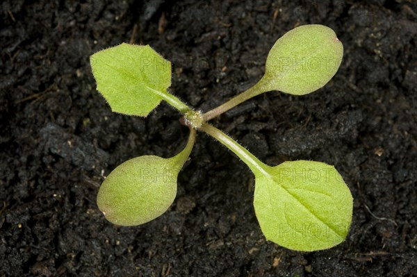 Common rainy cabbage