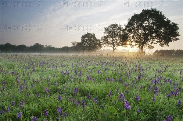 Green-winged Orchid