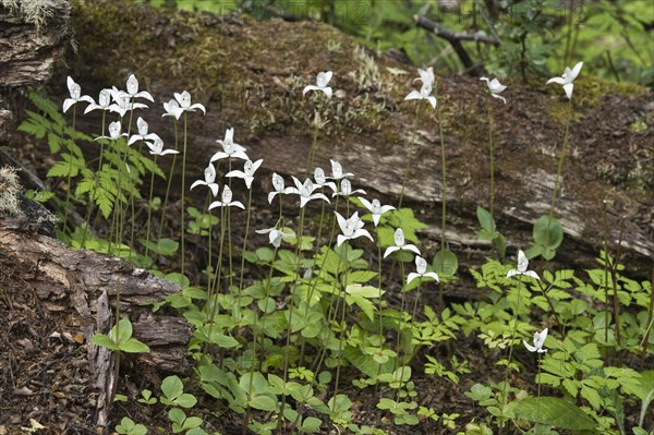 Flowering white little pigeon orchid