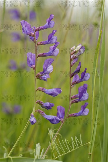 Fine-leaved Vetch