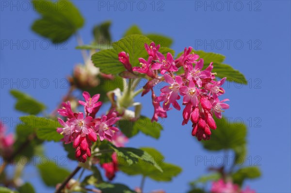 Flowering currant