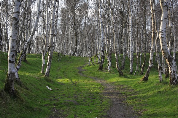 Silver Birch