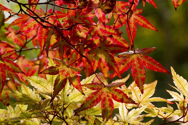 Japanese smooth japanese maple