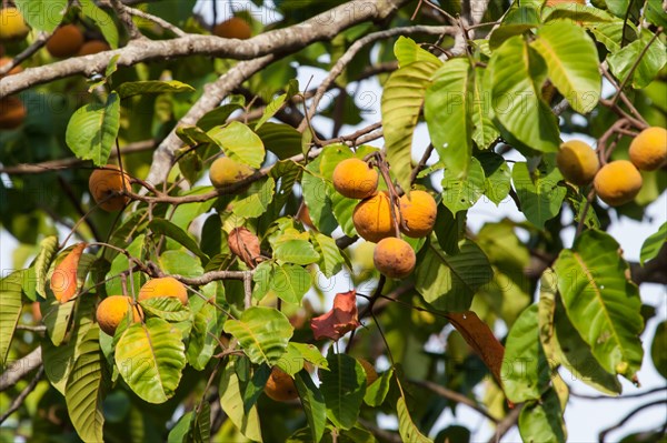 Santol