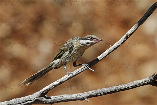 Spiny-cheeked Honeyeater