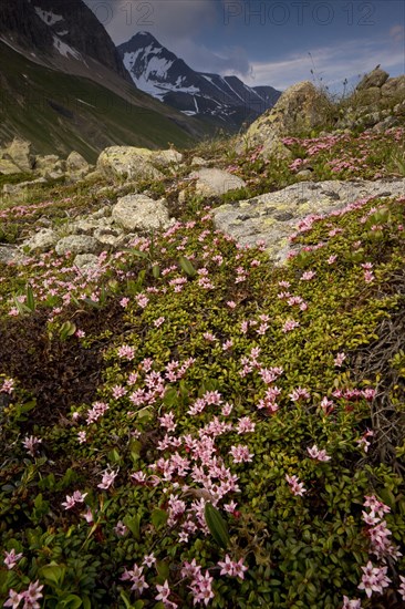 Trailing Azalea