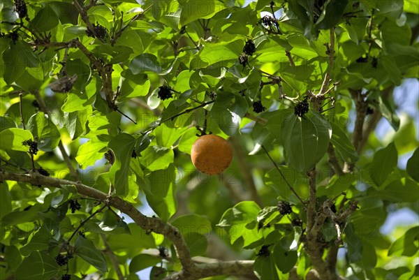 Strychnos colubrina