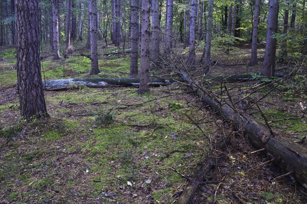Deadwood in autumn in the Briesetal landscape conservation area near Berlin