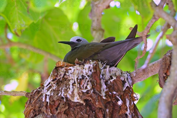 Lesser noddy