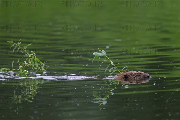 Eurasian beaver