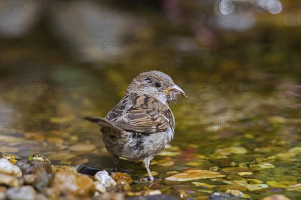 House sparrow