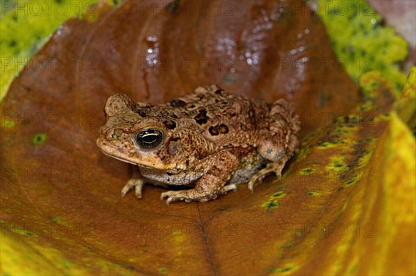 Young Aga Toad