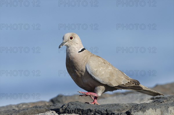 (Streptopelia decaocto)