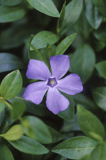 Lesser periwinkle