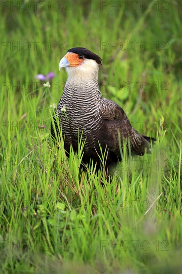 Southern crested caracara