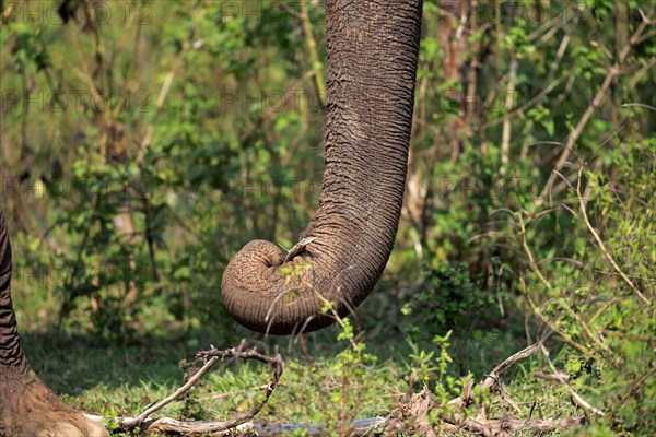 Sri Lankan elephant