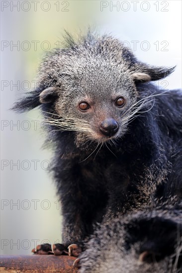 Binturong