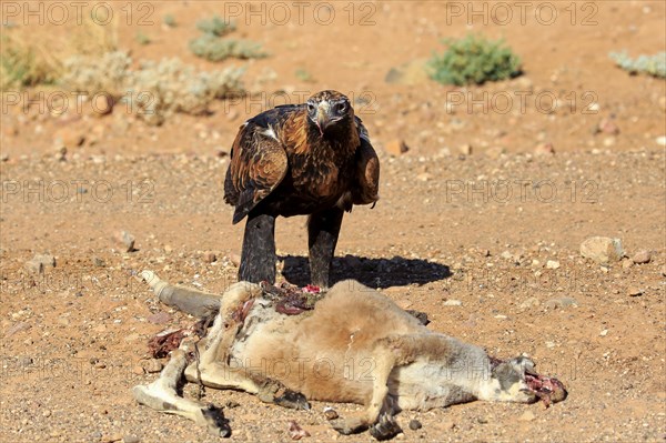 Wedge-tailed eagle